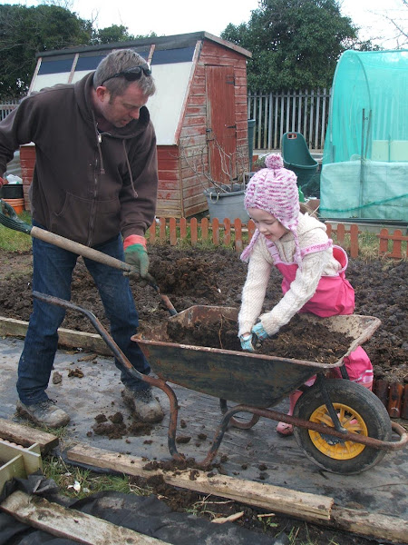 spreading mnaure on the allotment