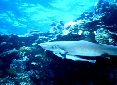 White-tipped Reef Shark, with Remora