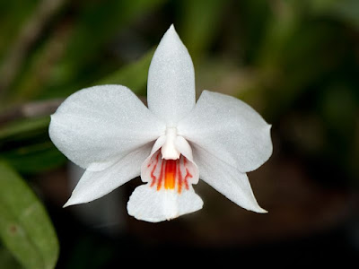 Dendrobium wattii orchid plant care and culture