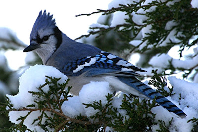 Image Blue Jay Bird