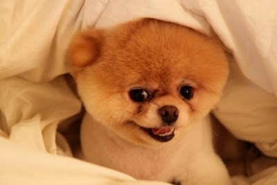 Meet Boo the Cutest Pomeranian Dog Seen On www.coolpicturegallery.us