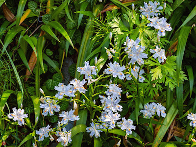 Shaga (Iris japonica) flowers: Kencho-ji