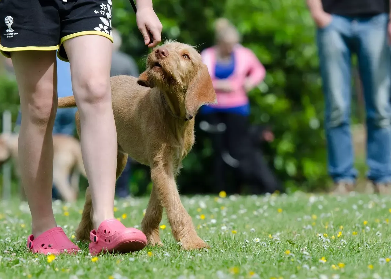 Dog Training Tips – Keep Your Dog Off The Furniture