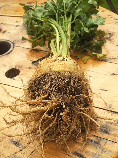 muddy celeriac roots harvested from the allotment