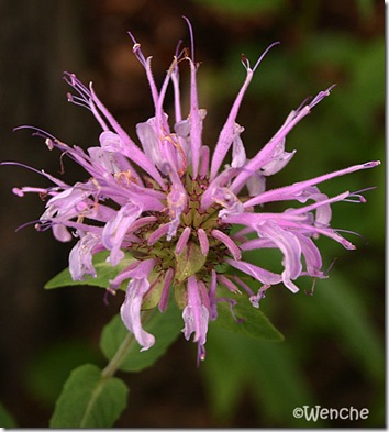 Monarda