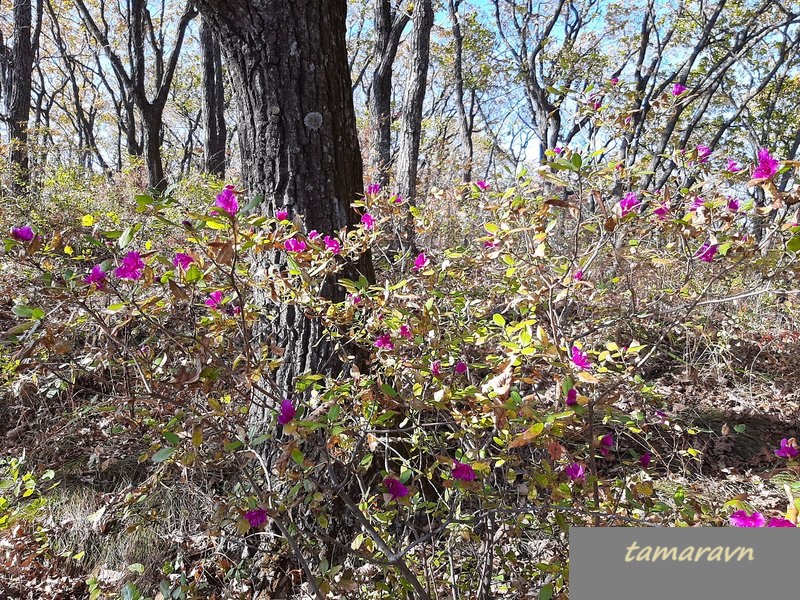 Рододендрон остроконечный (Rhododendron mucronulatum)