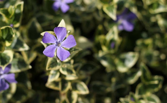 Vinca Major Variegata