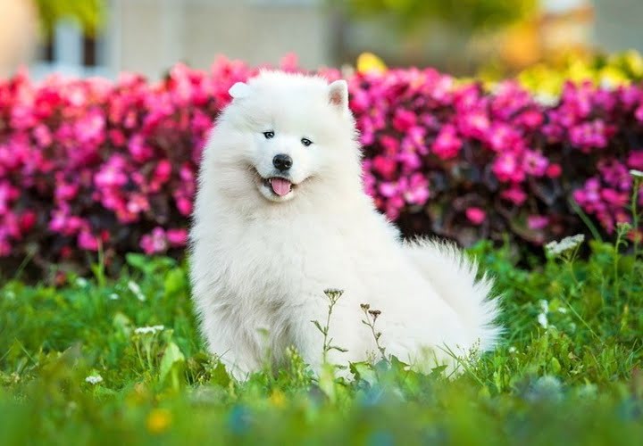 Samoyed