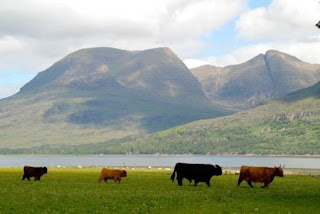 highland cattle