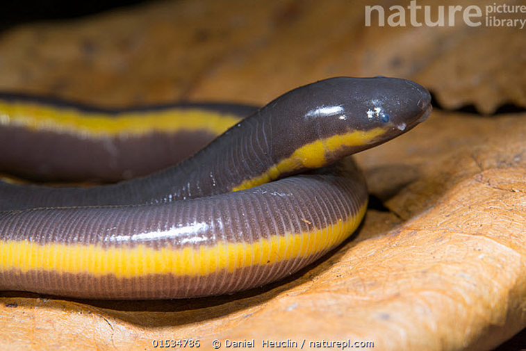 El gimnofionte (Ichthyophis kohtaoensis) es una cecilia típica, que en general parecen culebritas.