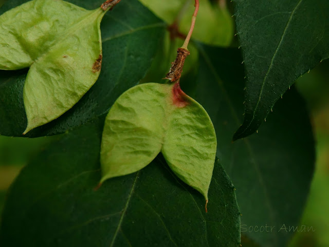 Staphylea bumalda