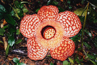 The Wonderful Rafflesia Cantleyi Flower