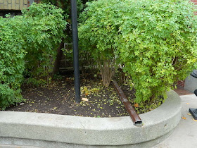 Garden District Toronto Fall Cleanup After by Paul Jung Gardening Services--a Toronto Gardening Company