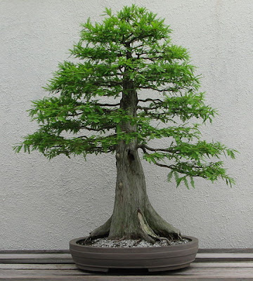 Formal upright style, Bald cypress, bonsai