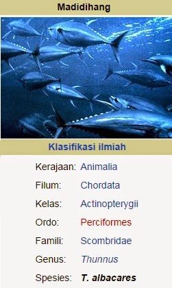  Ya siapa yang tidak kenal dengan ikan yang satu ini Begini Mengenal Jenis Ikan Tuna