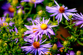 fall aster