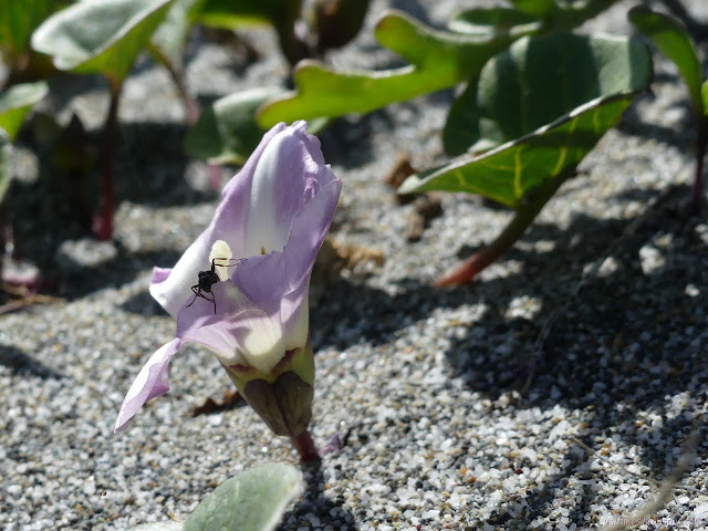 ant crawling out of a flower in the sand