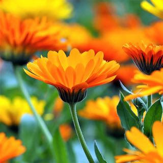 Bagno rituale con petali di calendula per attirare la buona fortuna