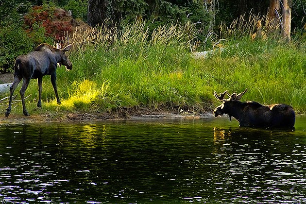 http://idaho.for91days.com/2012/09/19/moose-sighting-in-the-payette-river/