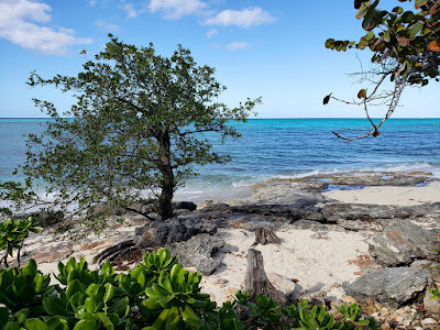 sea and beach with trees