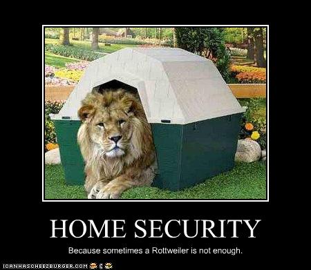 Bollywood Funny Images on Funny Lions Cool Pictures