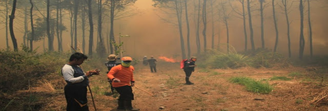  Kebakaran Hutan di Indonesia