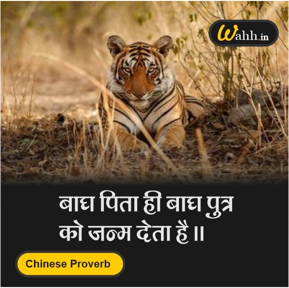 Tiger Chinese Proverb In Hindi