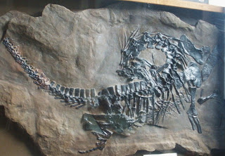 Protorosaurus'un iskeleti