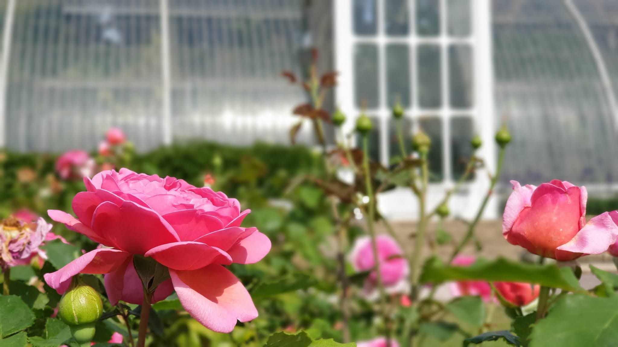 rose garden at kew gardes