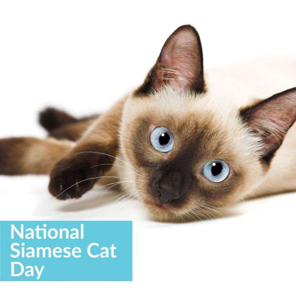 National Siamese Cat Day Wishes pics free download