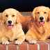 The Golden Retriever,dog