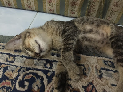 resepi wetfood untuk si bulus, haiwan peliharaan, kucing kampung