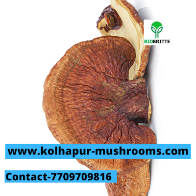 Ganoderma Mushroom Spawn Supplier