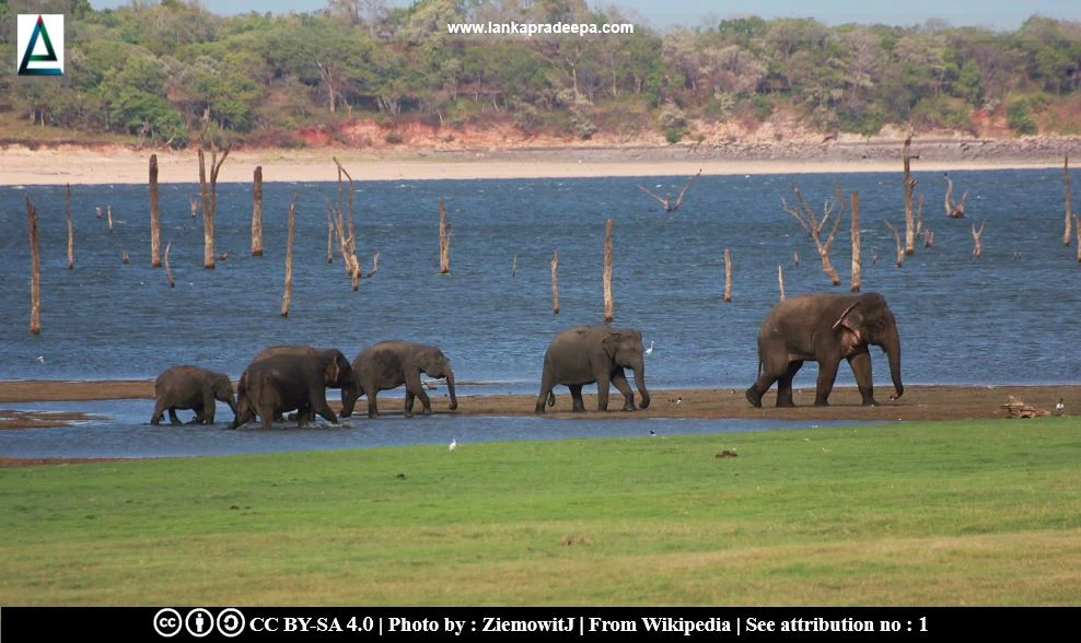 Minneriya National Park