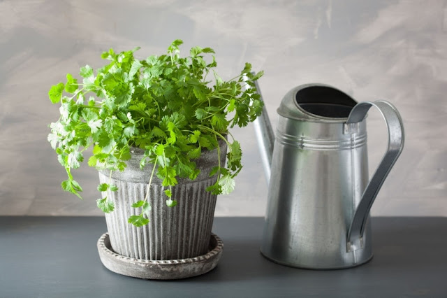How to Grow Cilantro plant in Pots