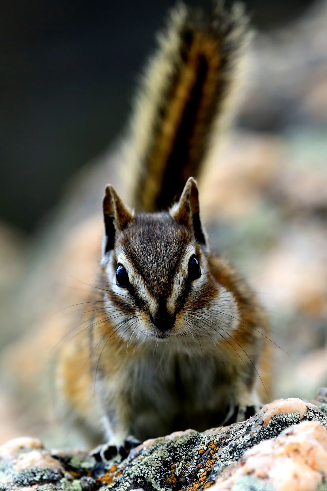 Picture of a cute chipmunk.