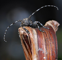 Aegomorphus clavipes tafaner