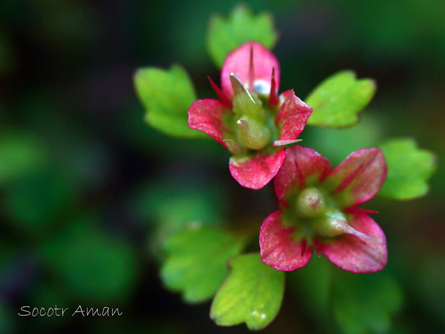 Chrysosplenium album