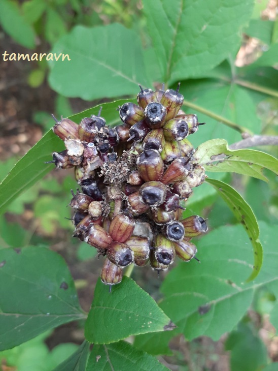 Свободноягодник сидячецветковый (Acanthopanax sessiliflorus, =Eleutherococcus sessiliflorus)