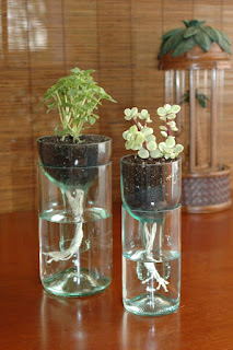 cara membuat tanaman hidroponik dari botol bekas