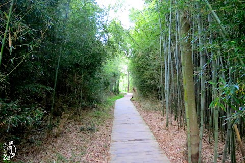 Weekly Photo : Little Bamboo Woods