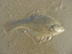 Flounder Lure