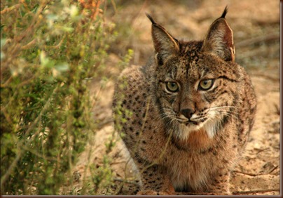 Lince