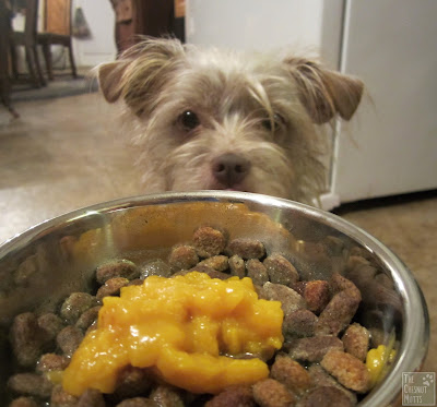 Bailey looking at her food bowl with some pumpkin supplement on top