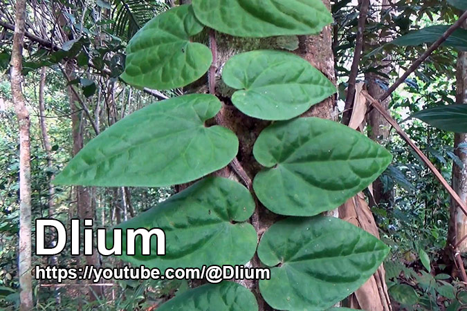 Dlium Lung plant (Rhaphidophora korthalsii)