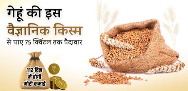 गेहूं की इस वैज्ञानिक किस्म से पाए 75 क्विंटल तक पैदावार, 112 दिन में होगी मोटी कमाई