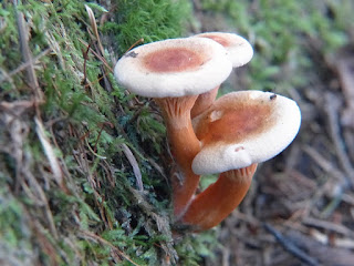 Hygrophoropsis aurantiaca - Clitocybe orangé - Fausse girolle - Fausse chanterelle - Chanterelle orangée