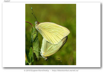 Mariposa blanca de la col (Ascia monuste)