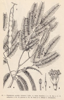 Parapiptadenia excelsa