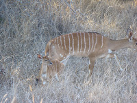 Female nyala and offspring